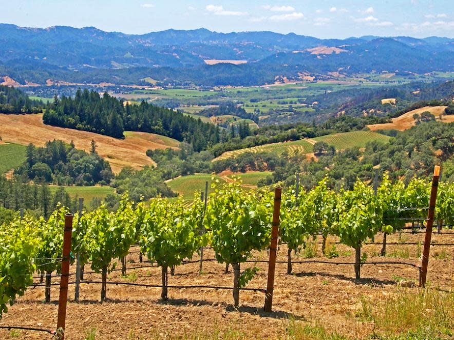 Image of some grape vinyard with dry grass and hills.