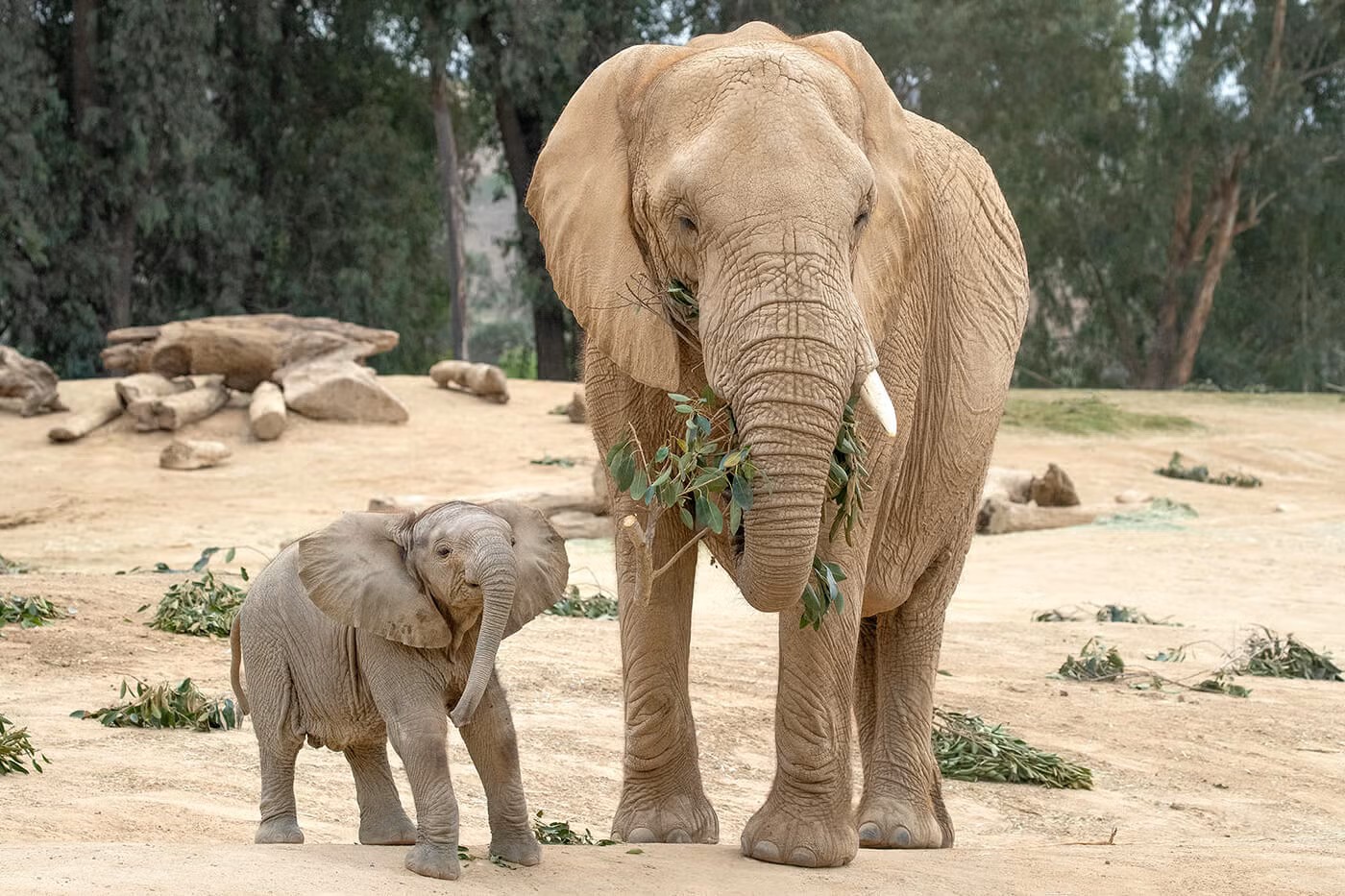 Elphants as San Diego Zoo